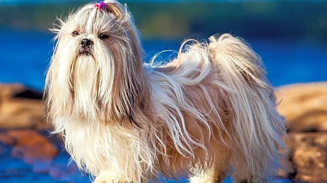 Maltese Shih Tzu's Cooking Ritual Captivates Internet