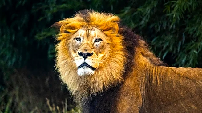Photographer Captures 'Breathtaking' Lion Encounter During Wildlife Shoot