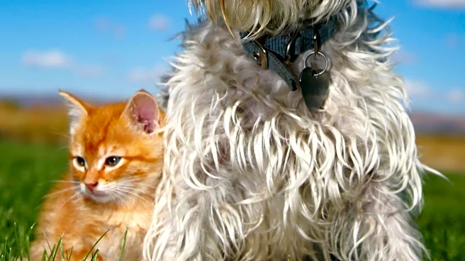 Michigan Humane Introduces Casper the Dog and Thomas the Cat for Adoption