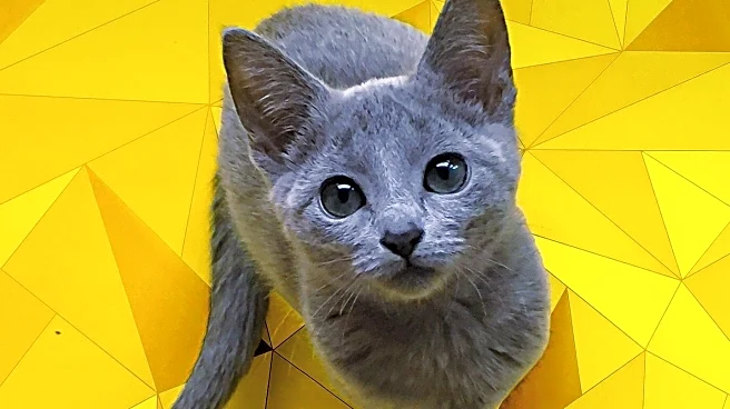 Influencers Utilize AI Animals for Social Media Engagement, Sparking Mixed Reactions