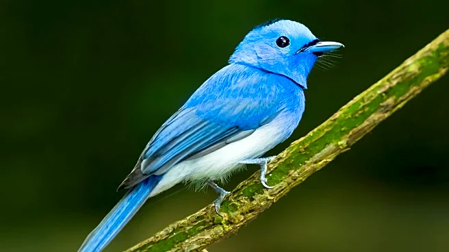 Frank J. Sommer, Longtime Naperville Resident, Passes Away at 90