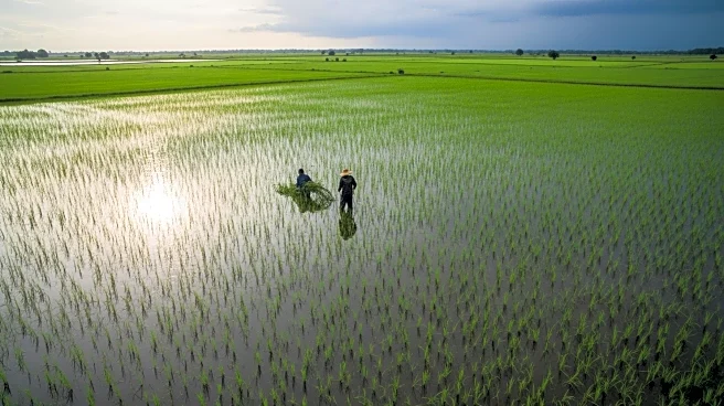 Extreme Flooding Causes Significant Decline in Global Rice Yields Over 30 Years