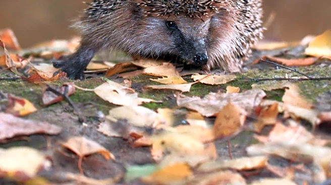 Households Urged to Create Hedgehog-Friendly Gardens