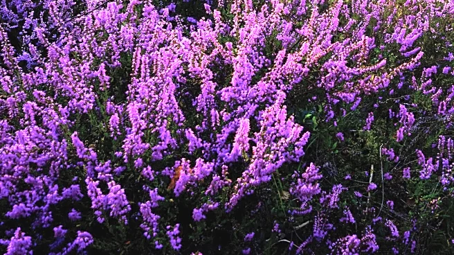 Eden Project Awards Teenager for Capturing Cornish Heather in Photography Competition