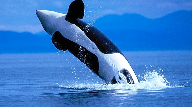 Seal Escapes Orca Hunt by Jumping onto Photographer’s Boat Near Seattle