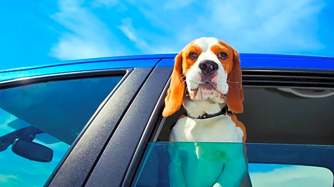 Stray Dog at Car Dealership Finds Hope for a New Family