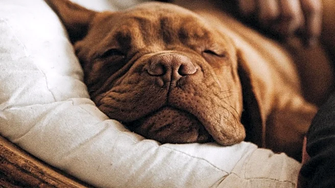 Veterinarian Identifies Most Affectionate Dog Breeds for Millennials