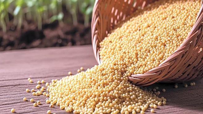 Niger Government and IFAD Achieve Milestones in Agricultural Value Chains