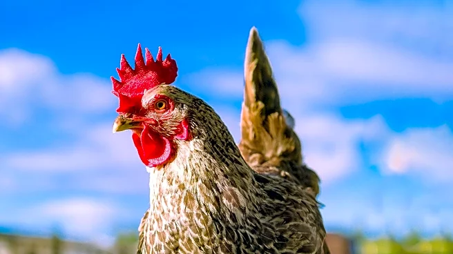 Rescued Chickens Bring Unique Twist to Yoga Classes in Tampa