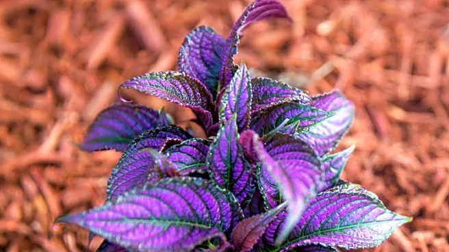 Gardeners Urged to Mulch Plants for Winter Protection