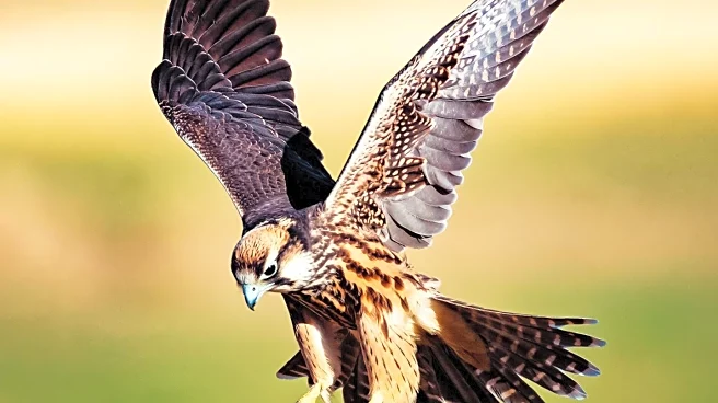 Cornish Rescue Centre Reports Theft of Two Birds of Prey