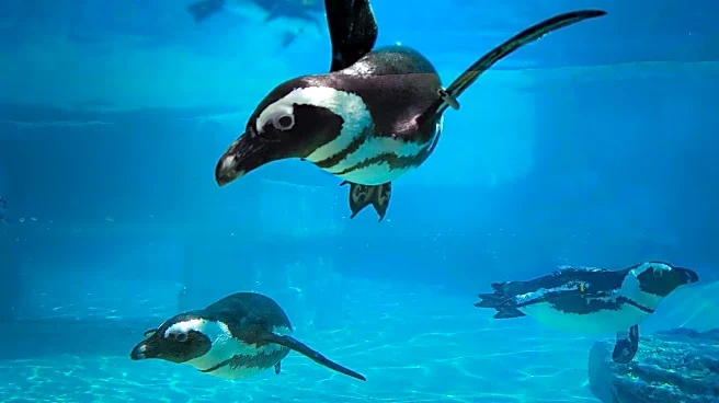 British Lawmakers Urge Relocation of Penguins Due to 'Un-British' Conditions at London Aquarium