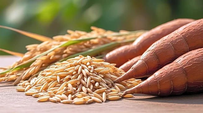 Niger Government and IFAD Achieve Milestones in Rice and Cassava Value Chains