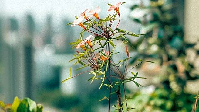 Urban Gardening Techniques Promote Wildlife Conservation