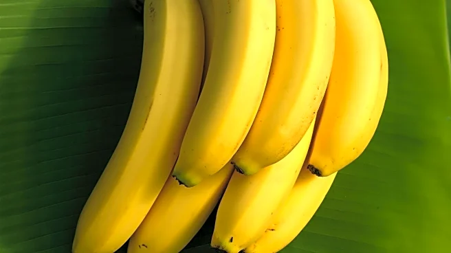Dietitians Highlight Health Impacts of Banana Ripeness Levels