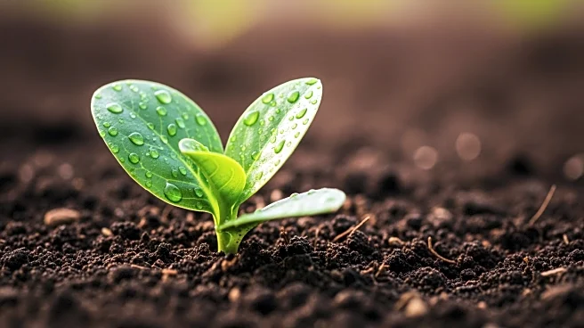 AGRA Advocates for Farmer-first Climate Action at COP30