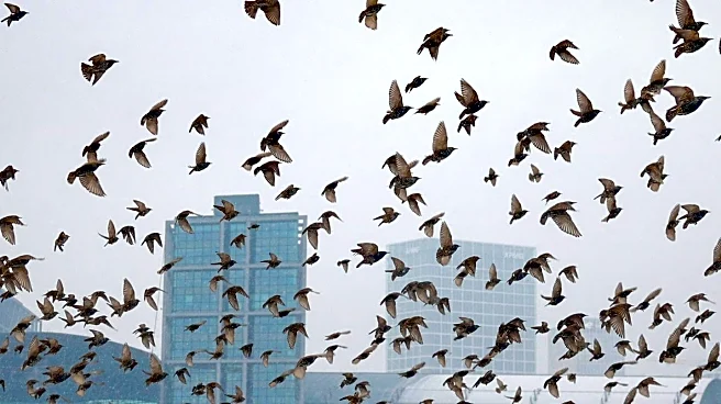 Claire Rosen's Photo Series Highlights Human Impact on Bird Habitats