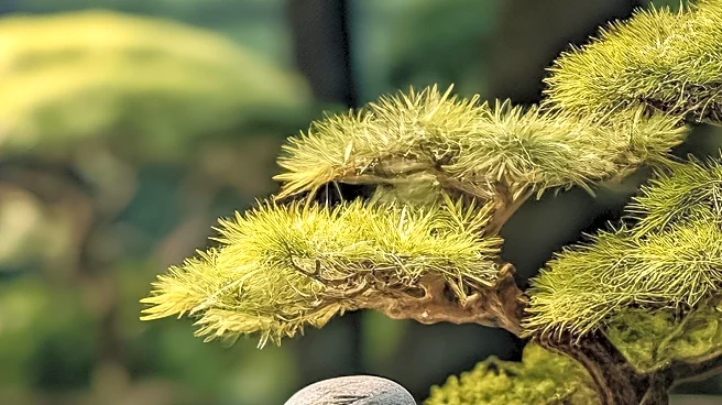 Chicago Botanic Garden Addresses White Pine Needle Loss Concerns