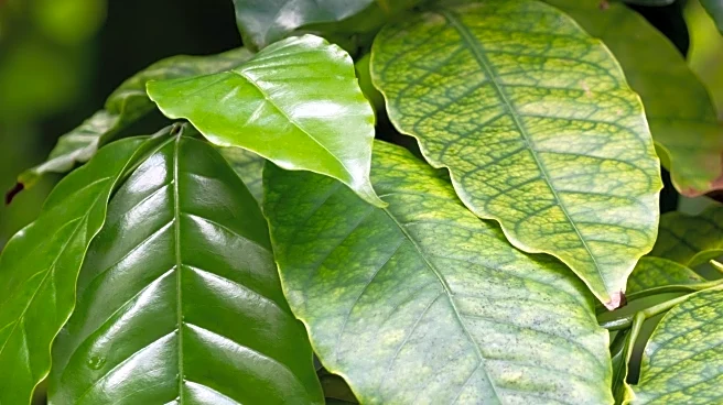 Vogue Discusses Selenium's Role in Health and Deficiency Risks