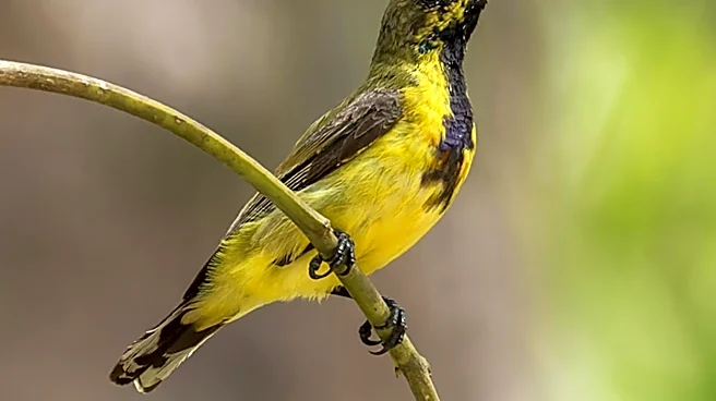 Claire Rosen's Photo Series Explores Human Impact on Birds, Sparking Dialogue on Conservation