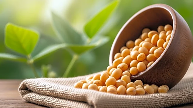 Brazilian Politicians Push to Lift Amazon Soy Ban Amid COP30 Climate Summit