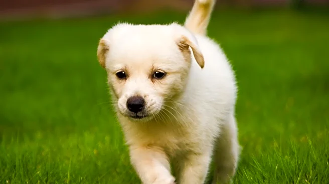 Massachusetts Shelter Offers Calm Puppy Lily for Adoption