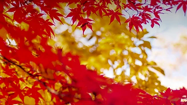 Marlene Simon Discusses Fall Foliage on Good Day Sacramento