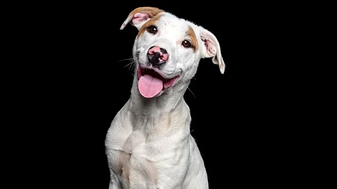 North Shore Animal League America Struggles to Find Permanent Home for Pit Bull Mix