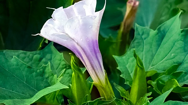 Research Identifies Datura metel Phytochemicals as Potential Lung Cancer Treatment