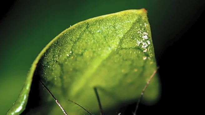 Study Reveals Genetic Diversity of Wolbachia in Ethiopian Mosquito Populations