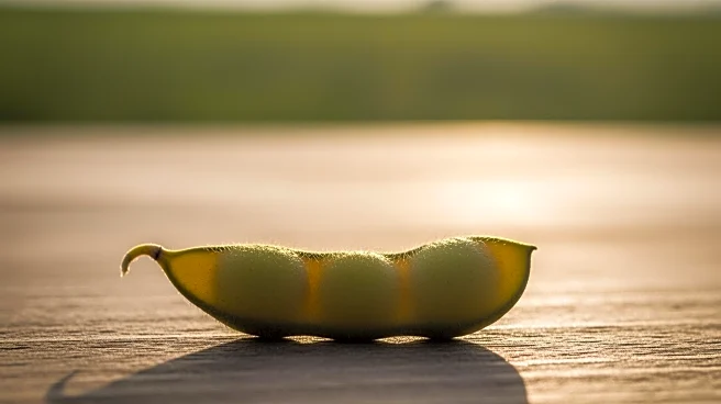 USDA Reports Minimal Soybean Sales to China Amid Trade Deal Uncertainty