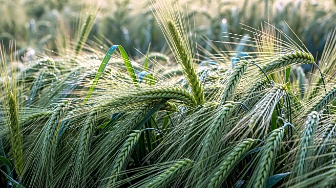 Winter Barley Outperforms Cereal Rye in Weed Suppression