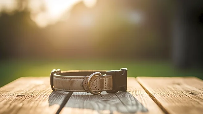 Dog's Heartbreaking Farewell Sparks Viral TikTok Reaction