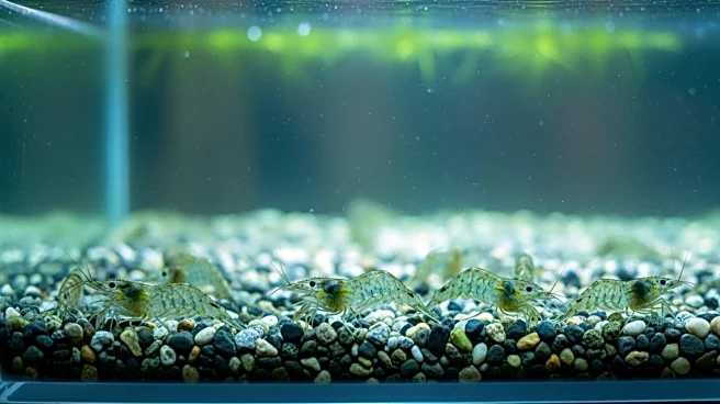 High Mortality Rates in Farmed Shrimp Industry Raise Concerns