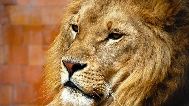 Zoo Miami Welcomes Two Young Lion Brothers to New Exhibit