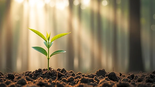 Commercial Forestry Market Sees Sharp Rise in Value During 2025