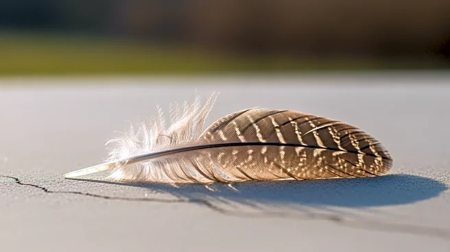 Rescued Owl in Utah Recovers After Being Encased in Concrete