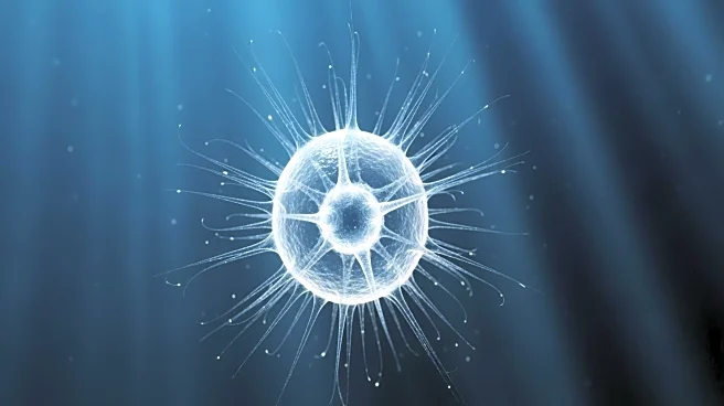 Discovery of Rare Protist Solarion Arienae Reveals New Eukaryotic Supergroup