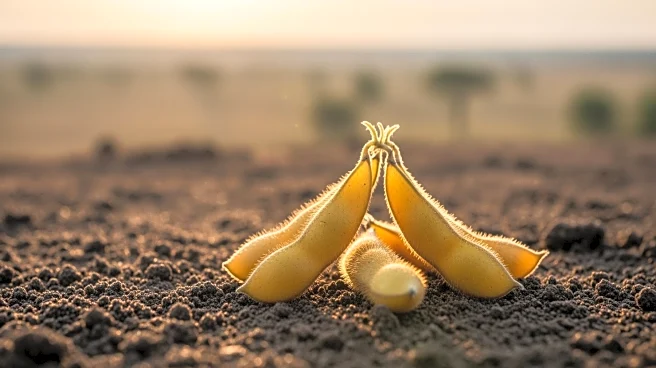 U.S. Soybean Growers Eye Africa's Emerging Market Potential
