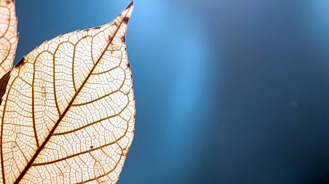 Increasing Rates of COPD Among Women Highlighted by Experts