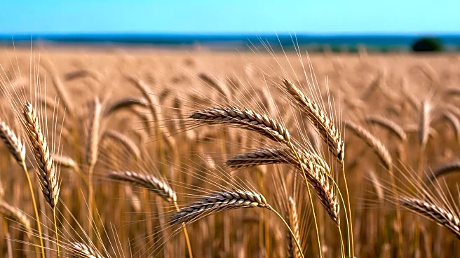 European Commission Approves Greek Agricultural Subsidy Plan Amidst Funding Concerns