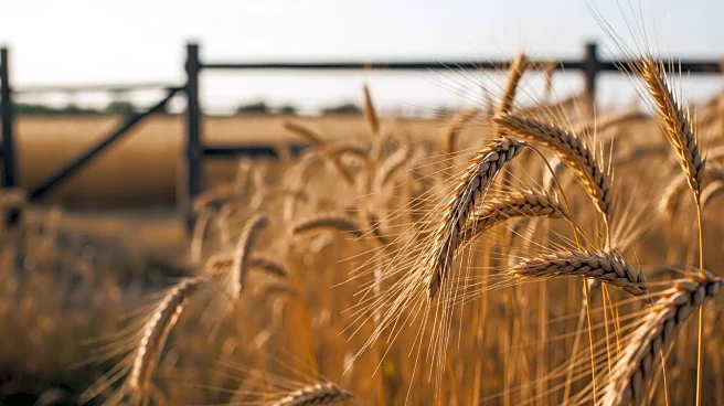 President Trump Eases Restrictions on Foreign Agricultural Workers