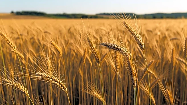 Türkiye Tops Global Rankings in Agricultural Production