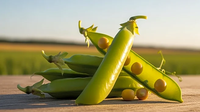 India Imposes 30% Duty on Yellow Pea Imports, Impacting Canadian Farmers