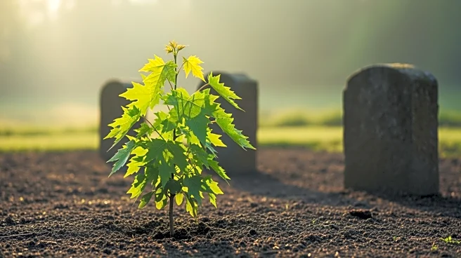 Sycamore Gap Sapling Planted at Minnie Pit Memorial Site as Symbol of Hope