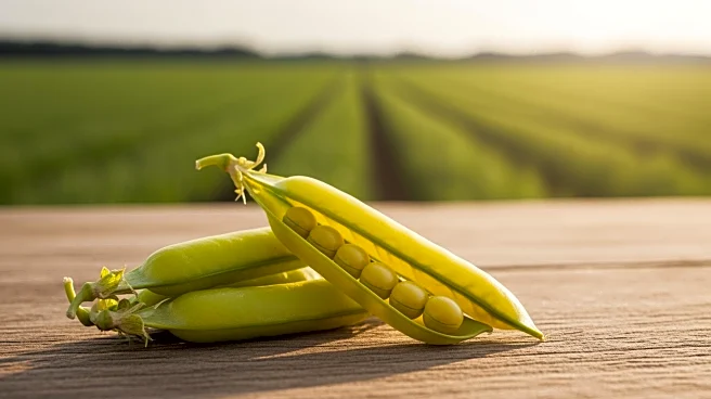 India Imposes 30% Duty on Yellow Pea Imports, Affecting Canadian Farmers