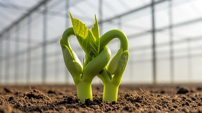 Piyush Goyal and Israel's Agriculture Minister Discuss Enhanced Agricultural Cooperation