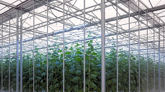 Netherlands' High-Tech Greenhouses Revolutionize Cucumber Production
