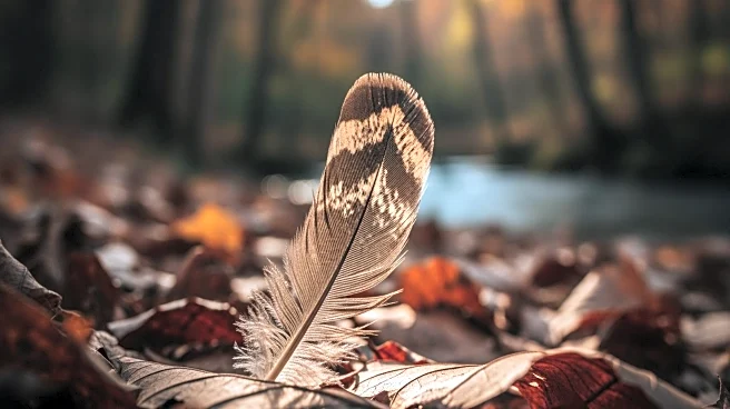 Wild Turkeys Spotted in Washington State's Asotin Creek Wildlife Area