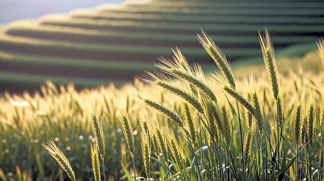 Director Sartaj Shah Reviews Kashmir's Agricultural Progress